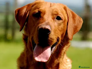 Labrador Retriever dogs Fully Health Tested Red Fox Lab Stud - Advert 1