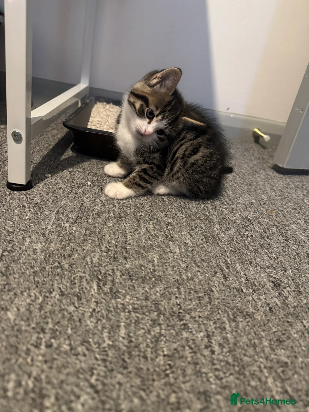 Domestic Shorthair cats for sale: Beautiful tabby boy kitten - Advert 2