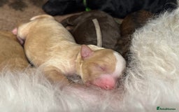 Bernedoodle dogs for sale: Miniature F1bs Bernedoodle  - Image 13