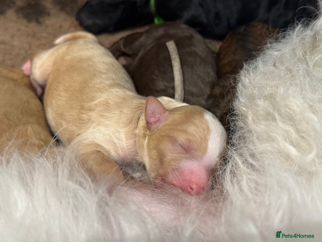 Bernedoodle dogs for sale: Miniature F1bs Bernedoodle  - Image 13