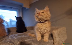 Maine Coon cats for sale: TICA REG.  Amazing kittens  - Image 18