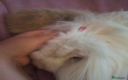 Mini Lion Lop rabbits for sale: Bonded Mother and Daughter pair - Image 5