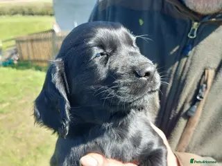 Cocker Spaniel dogs First class cocker spaniel pups. - Advert 6