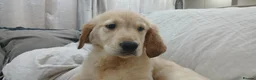 Golden Retriever dogs for sale: Ready to leave true gold colored golden retrievers - Advert 13