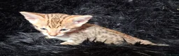 Savannah cats for sale: Super spotty F5 Savannah kittens - Advert 4