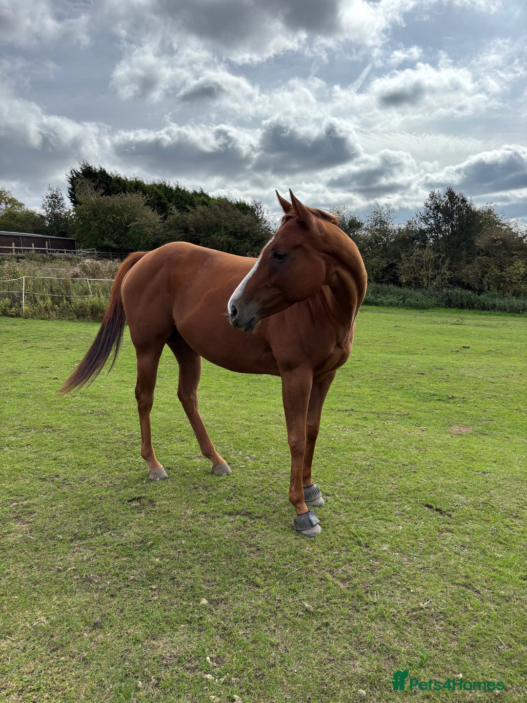 English Thoroughbred horses for sale: 16.2 Chestnut TB Mare - Advert 1