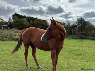 English Thoroughbred horses 16.2 Chestnut TB Mare - Advert 5