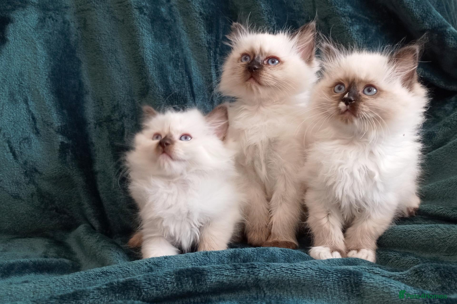 Ragdoll cats Ragdoll kitten. Ready for a new home  - Advert 4
