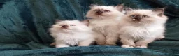 Ragdoll cats for sale: Ragdoll kitten. Ready for a new home  - Advert 1