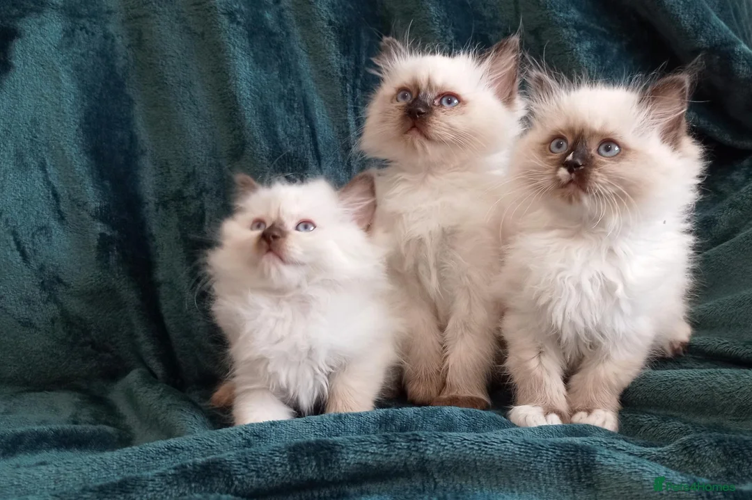 Ragdoll cats for sale: Ragdoll kitten. Ready for a new home  - Advert 1