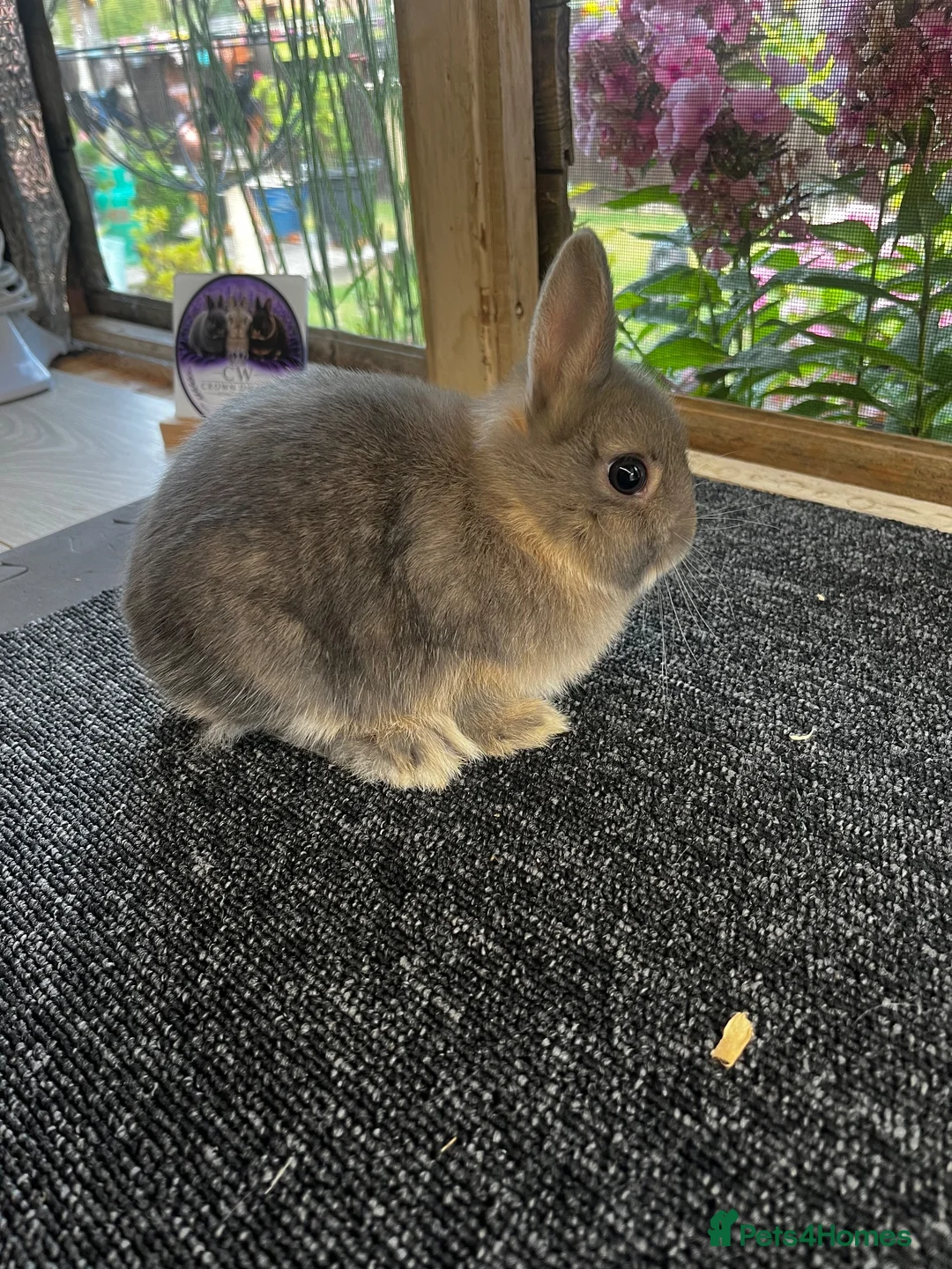 Netherland Dwarf rabbits for sale: Netherland dwarf - also have others available  - Advert 2