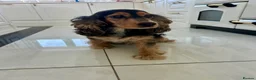Cocker Spaniel dogs for sale: Beautiful adult female  - Advert 5