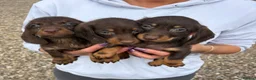 Dachshund dogs for sale: For sale is my dachshunds puppy’s  - Advert 5