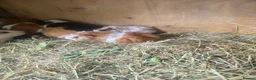 Guinea Pig rodents for sale: Male Guinea pigs - Advert 2