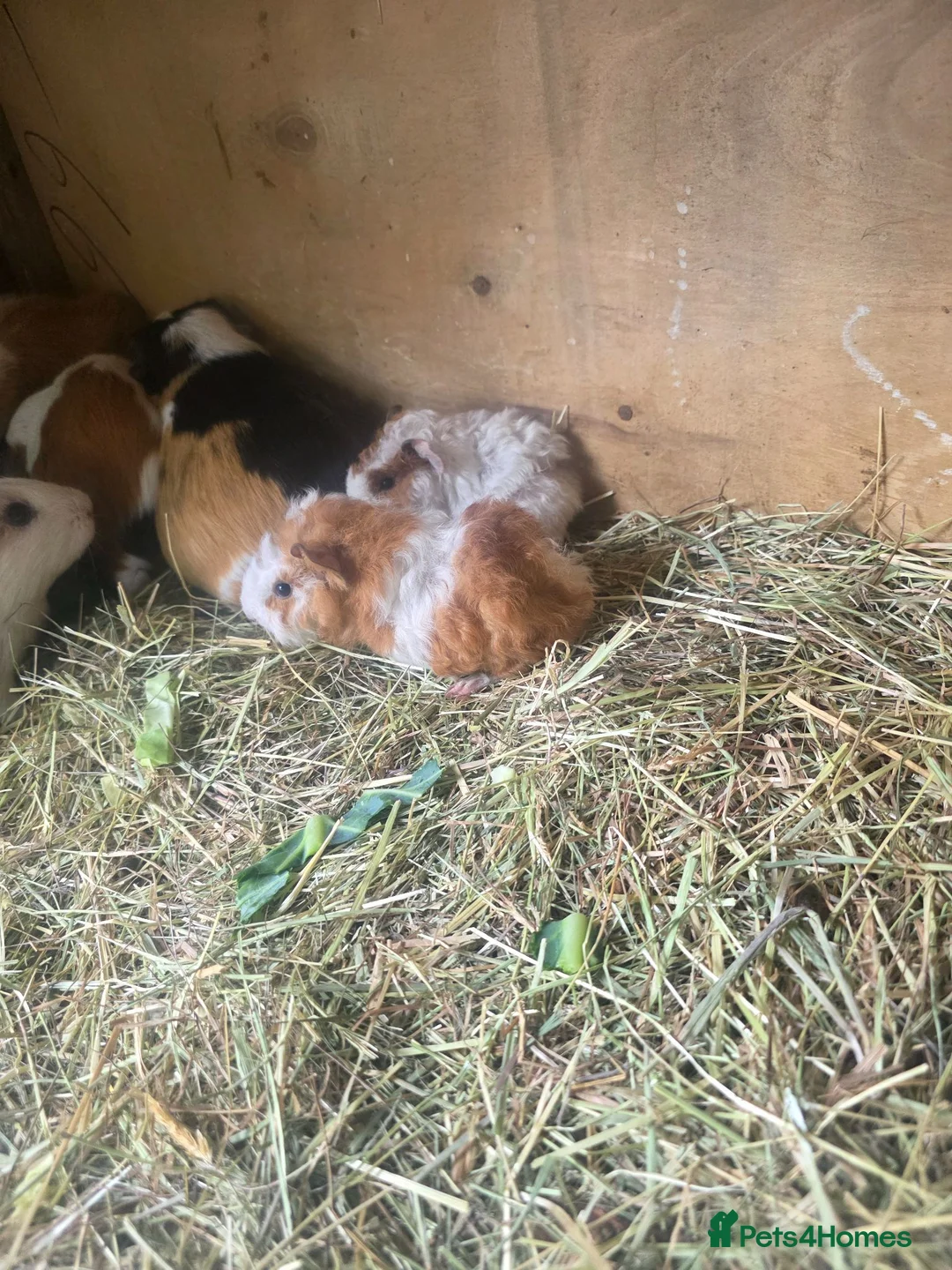 Guinea Pig rodents for sale: Male Guinea pigs - Advert 2