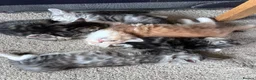Siberian cats for sale: Beautiful Siberian cross kittens  - Advert 22