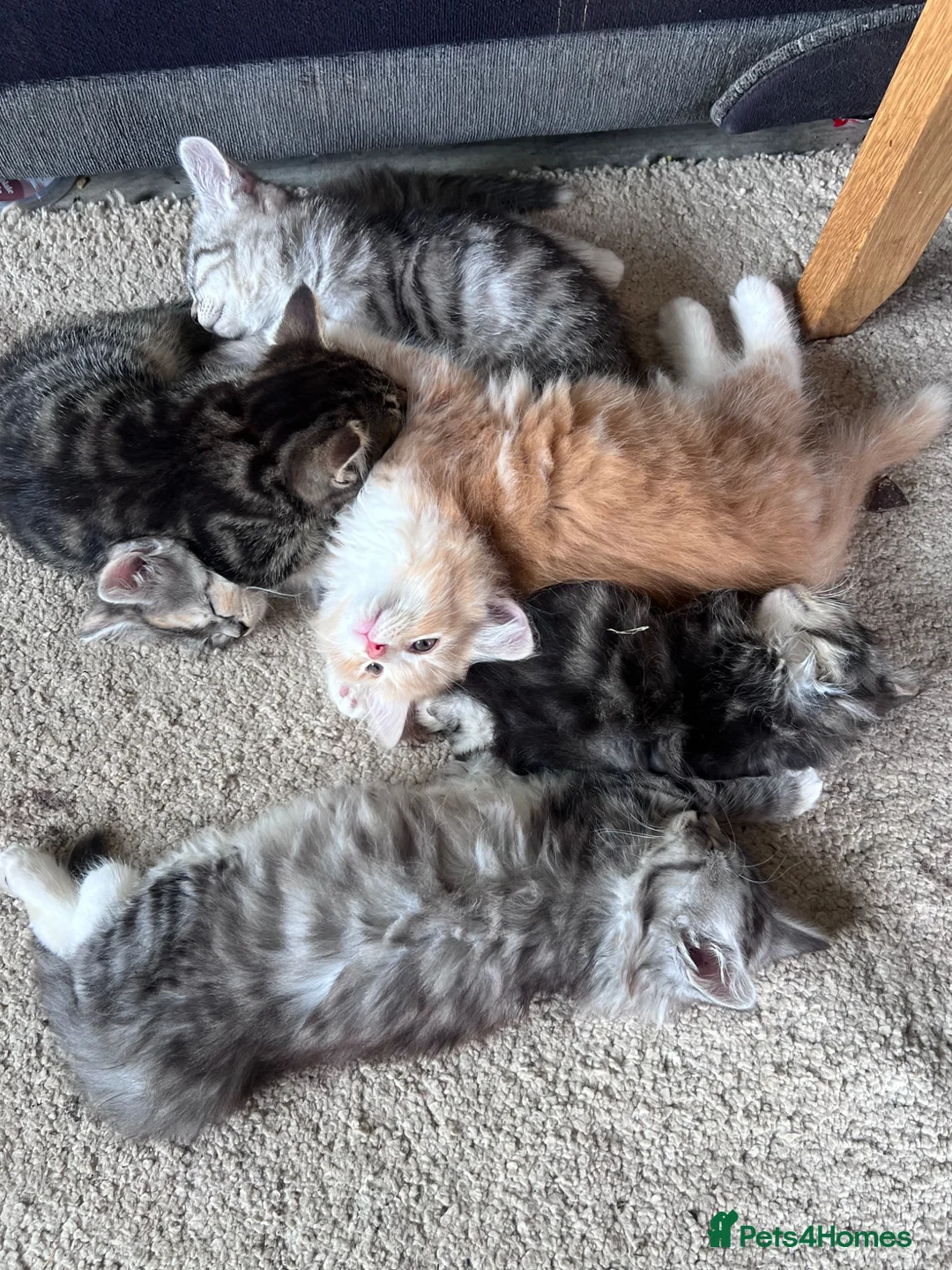 Siberian cats for sale: Beautiful Siberian cross kittens  - Advert 22