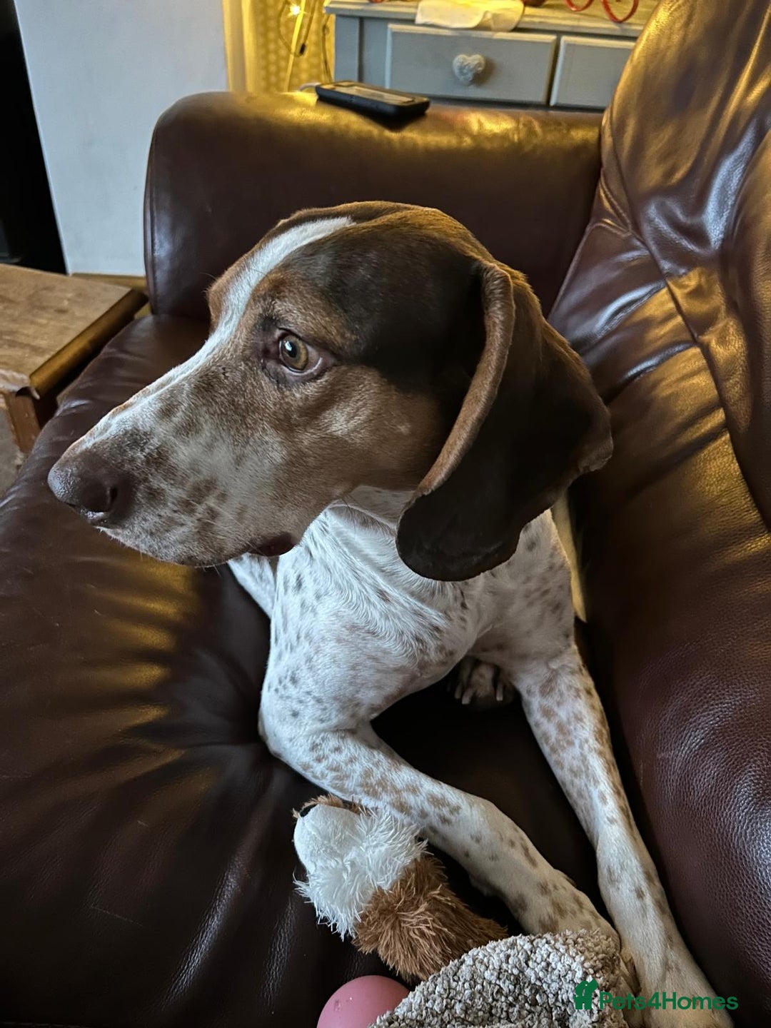 Mixed Breed dogs for adoption: 💔 BEN NEEDS A TRUE FOREVER HOME  💔  - Advert 9