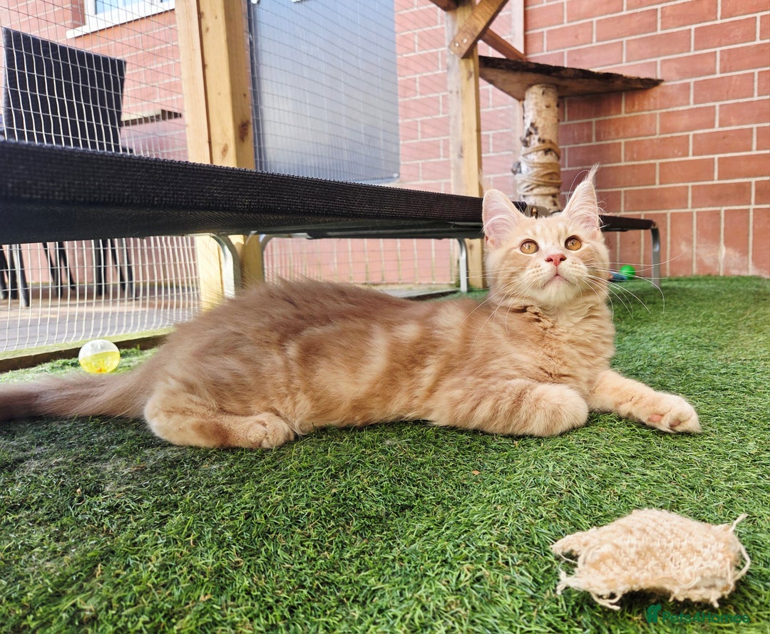 Maine Coon cats for sale: 1 Cream Boy Available. Ready Now.  - Image 9