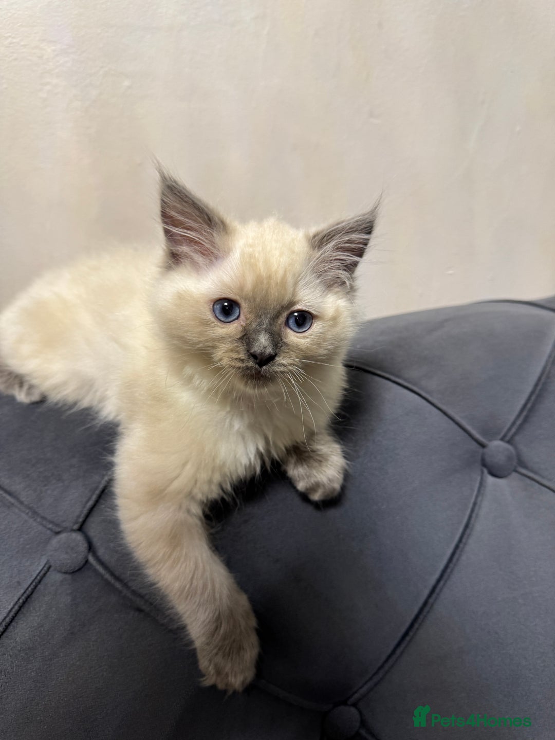 Ragdoll cats for sale: Beautiful bluepoint ragdoll  - Image 4