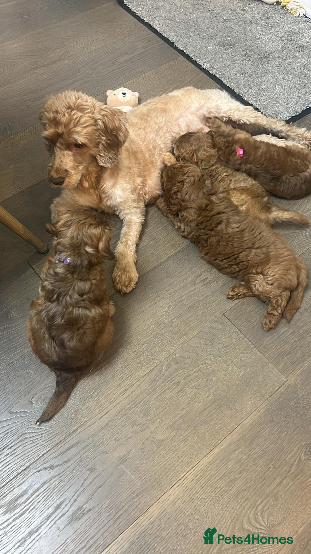 Cavapoo dogs for sale: F1B Cavapoo Puppies-2 Boys & 2 Girls–Ready 4th Nov - Advert 1