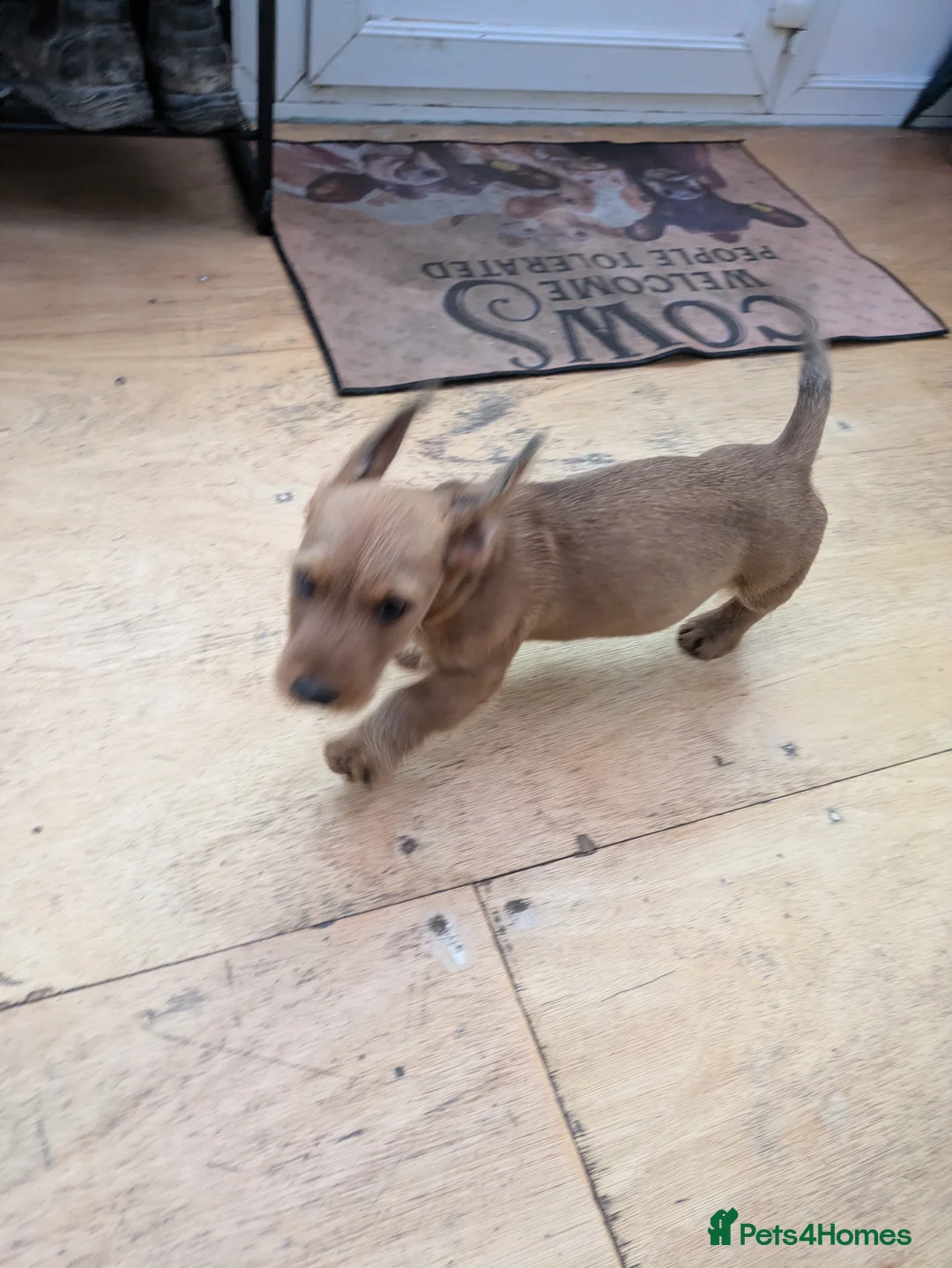 Dachshund dogs for sale: Wire Haired dachunds - Advert 2