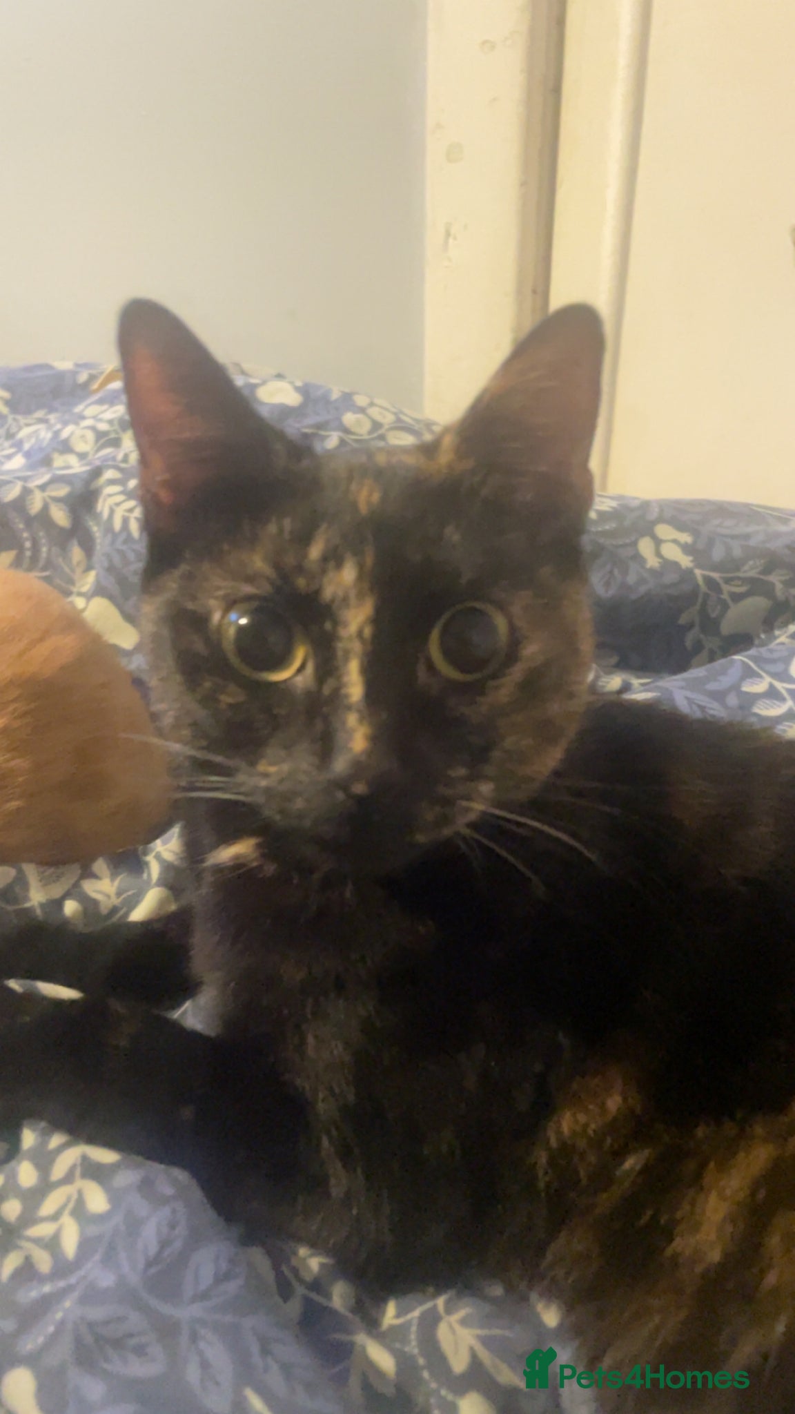 Mixed Breed cats Kittens - Advert 1