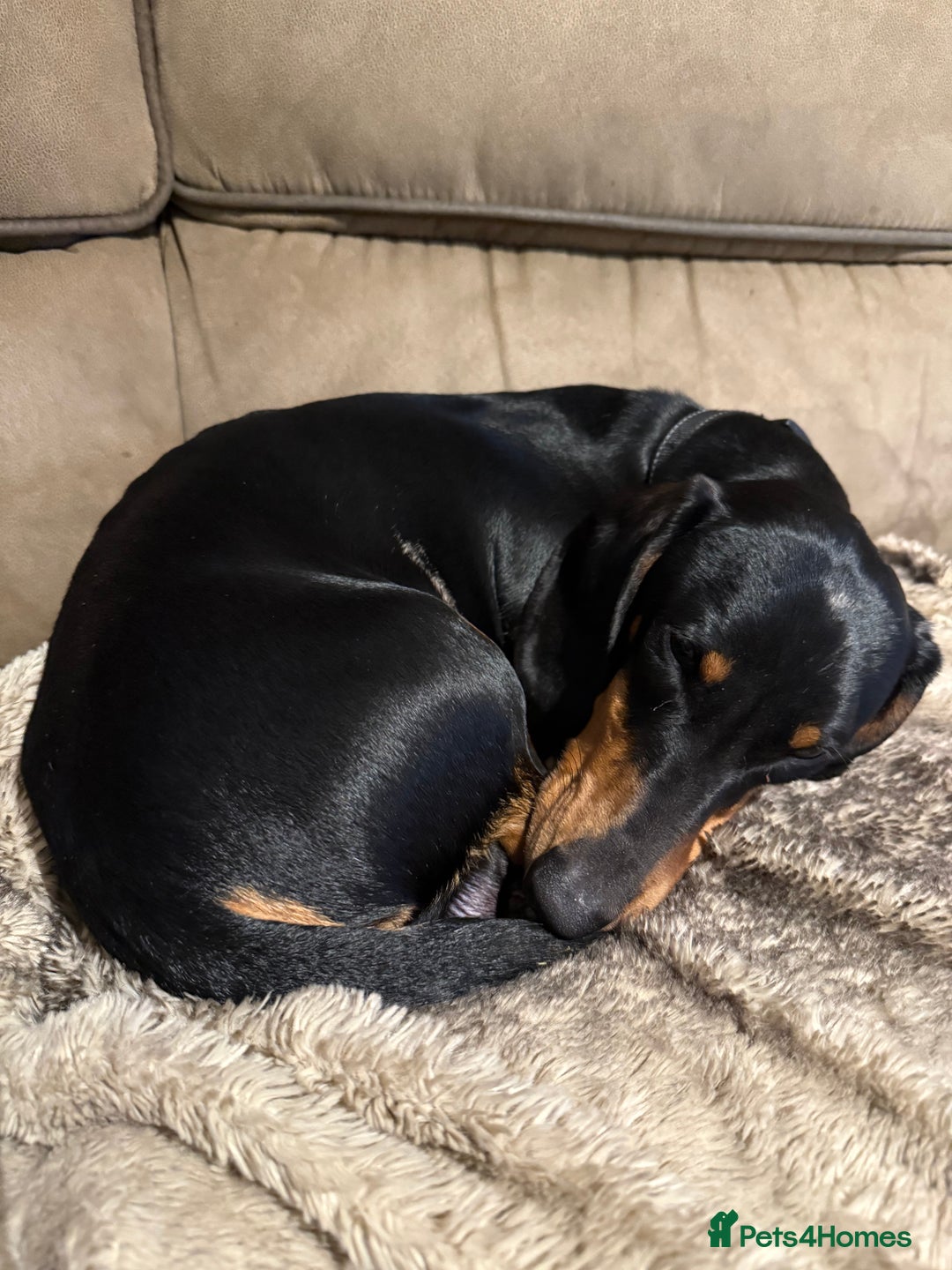 Dachshund dogs for sale: Dachshund 11 months old  - Advert 5