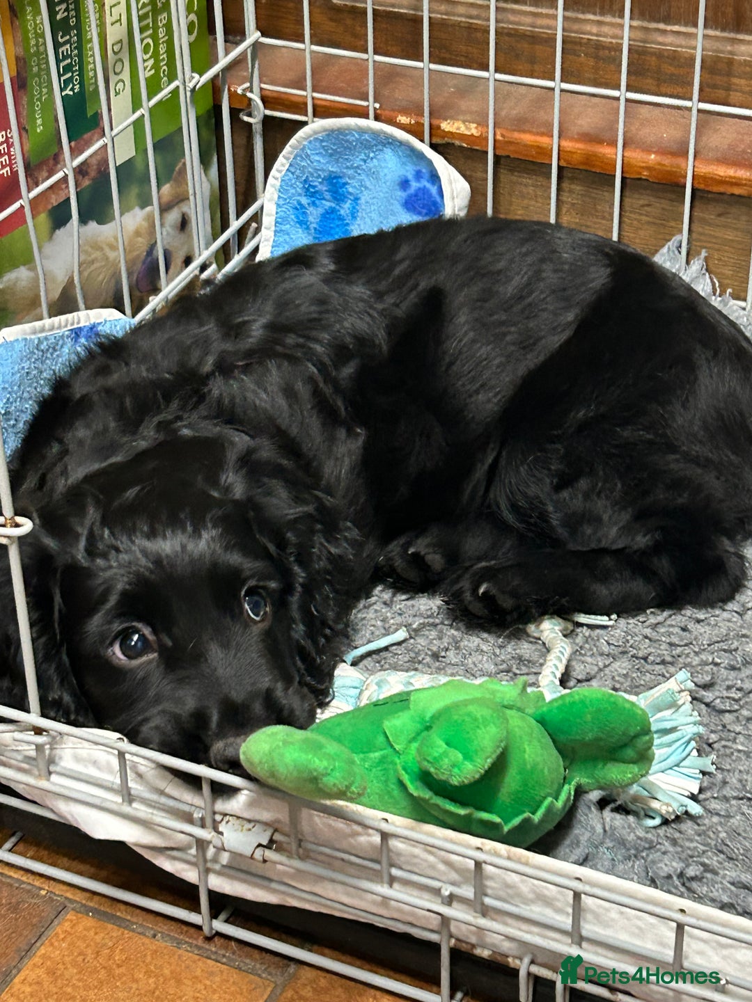 Cocker Spaniel dogs for sale: Male working cocker spaniel puppy kc reg - Image 30