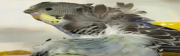 Budgerigars birds for sale: Helicopter split budgies  - Advert 1