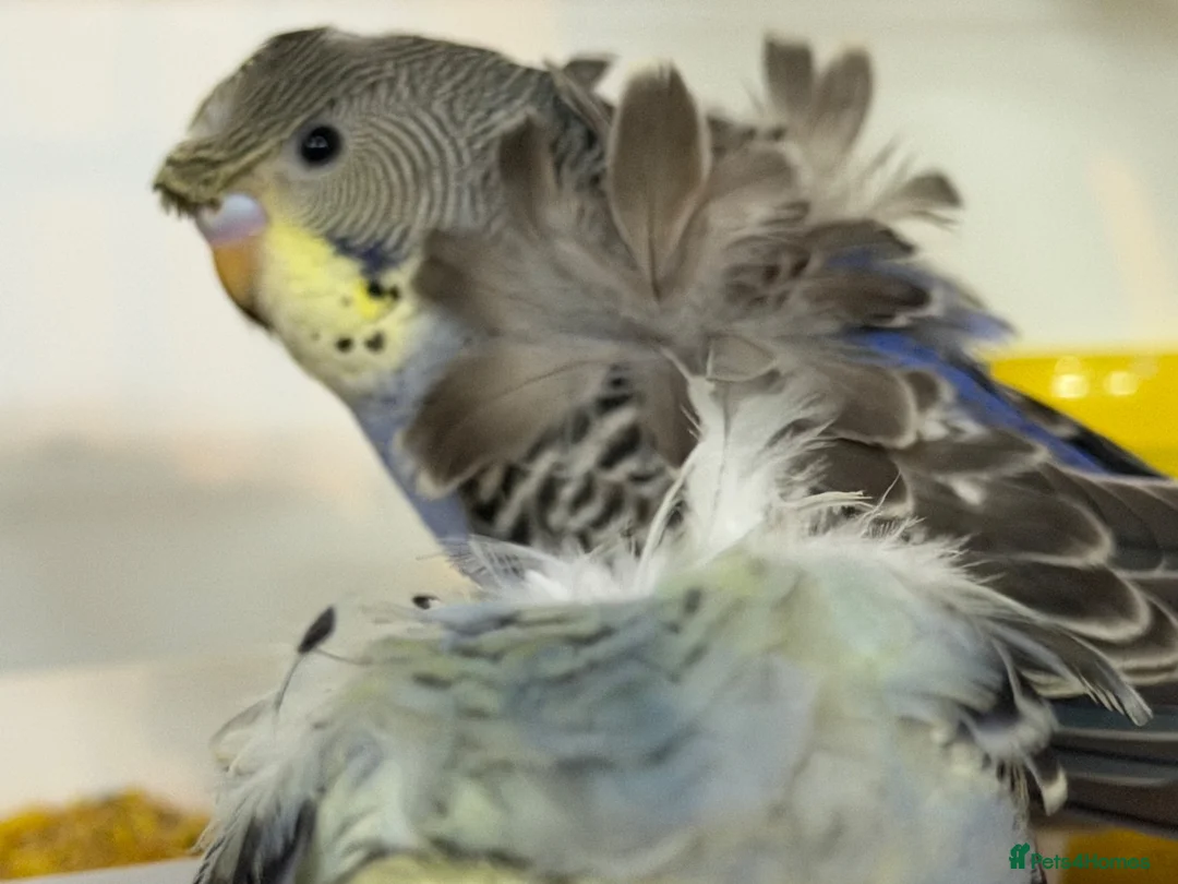Budgerigars birds for sale: Helicopter split budgies  - Advert 1