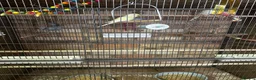 Budgerigars birds for sale: 5 beautiful baby budgies with a cage  - Advert 6