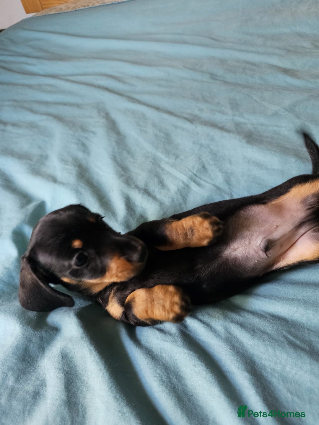 Dachshund dogs for sale: Pure bred perfect dachshund puppies - Image 6
