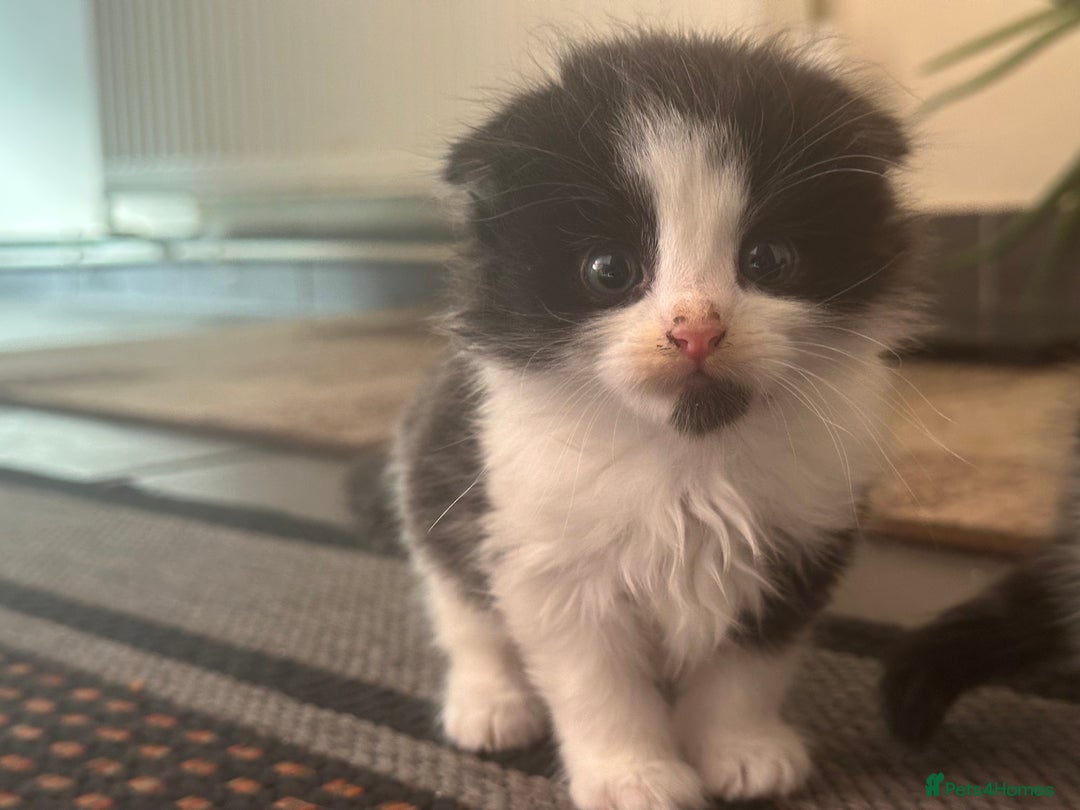 Scottish Fold cats for sale: Scottish Fold Kittens - Image 38