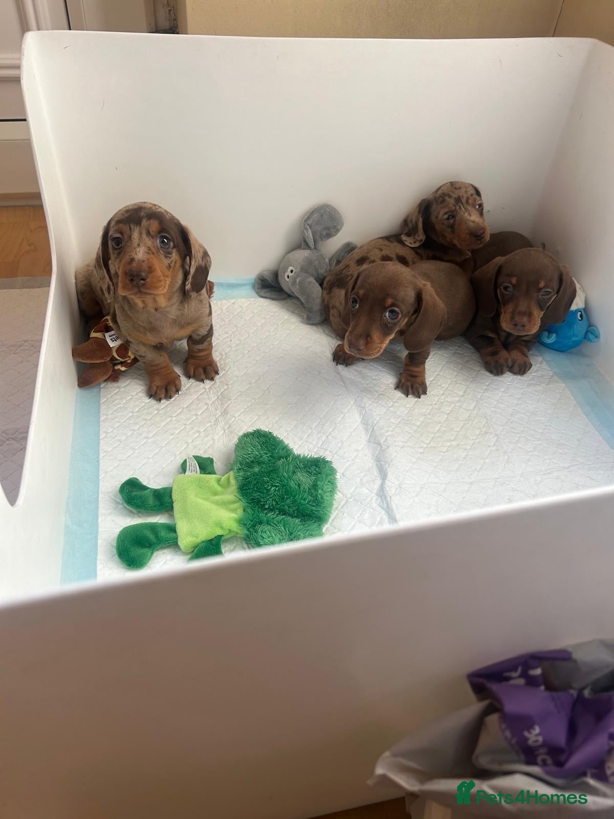 Miniature Dachshund dogs  🐾 Adorable Puppies Ready for Loving Homes! 🐾 - Advert 1