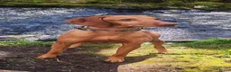 Hungarian Vizsla dogs for sale: Beautiful pedigree Hungarian vizsla litter of 9  - Advert 40