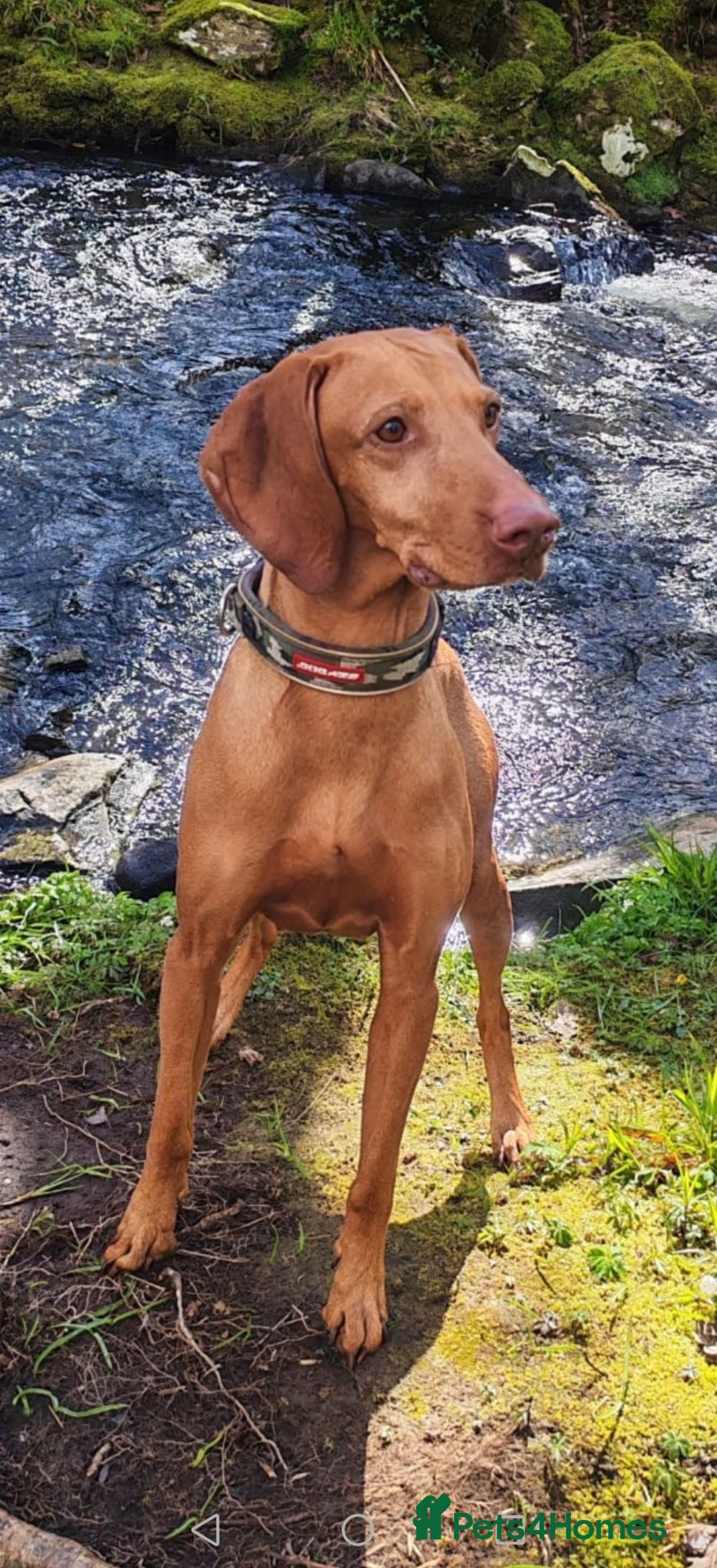 Hungarian Vizsla dogs for sale: Beautiful pedigree Hungarian vizsla litter of 9  - Advert 40