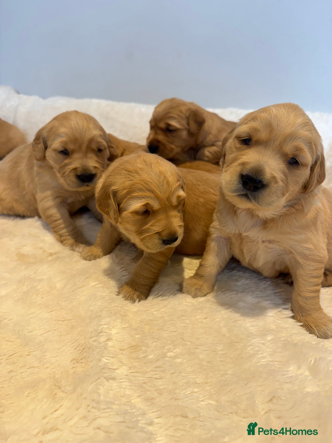 Golden Retriever dogs for sale: Beautiful KC Golden Retriever’s Health tested - Advert 5