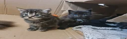 Mixed Breed cats for sale: 2 brother kittens for sale - Advert 14