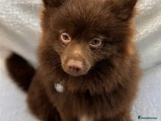 Pomeranian dogs Pomeranian - Advert 7