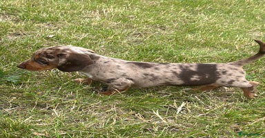 Miniature Dachshund dogs - Advert 4