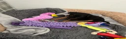 Patterdale Terrier dogs for sale: Patterdale terrier  - Advert 7