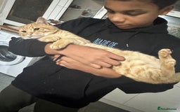 Mixed Breed cats for sale: Cats for adoption - Image 1