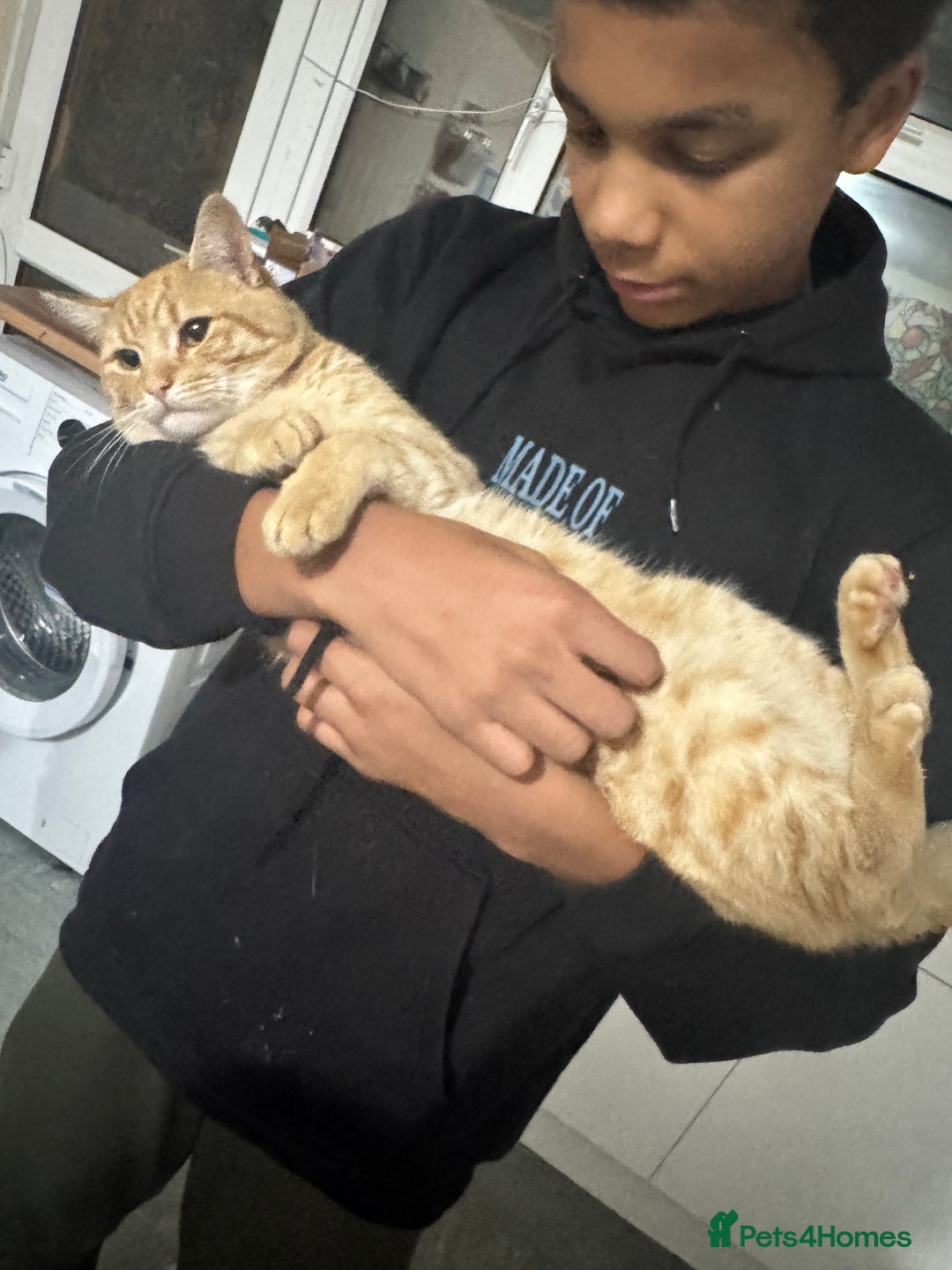 Mixed Breed cats for sale: Cats for adoption - Image 1