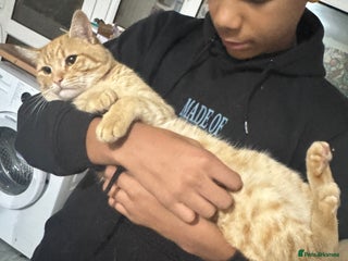 Mixed Breed cats for sale - Advert 1