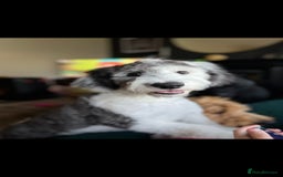 Sheepadoodle dogs for sale: Gorgeous girl  - Image 4