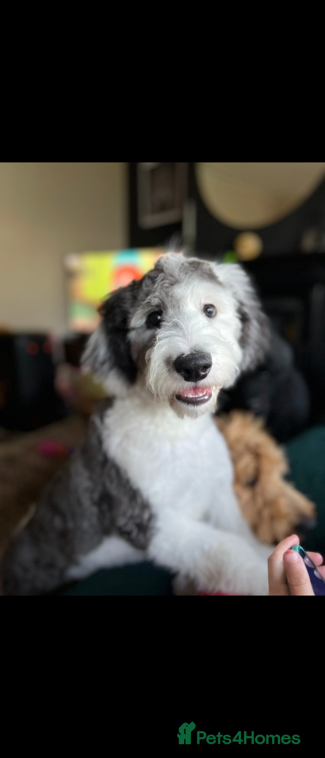 Sheepadoodle dogs for sale: Gorgeous girl  - Image 4