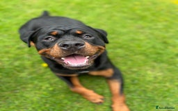 Rottweiler dogs for sale: Bear the Rottweiler  - Image 5