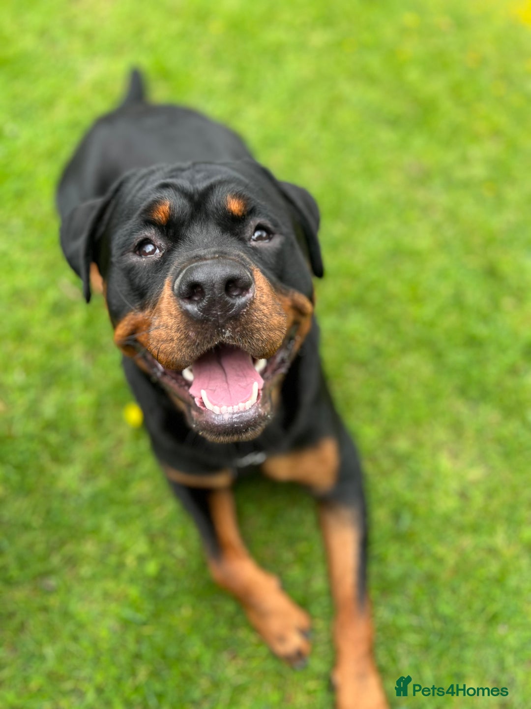 Rottweiler dogs for sale: Bear the Rottweiler  - Image 5