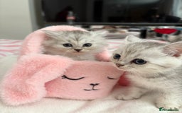 Persian cats for sale: Silver tipped chinchilla Persian/British shorthair - Image 1